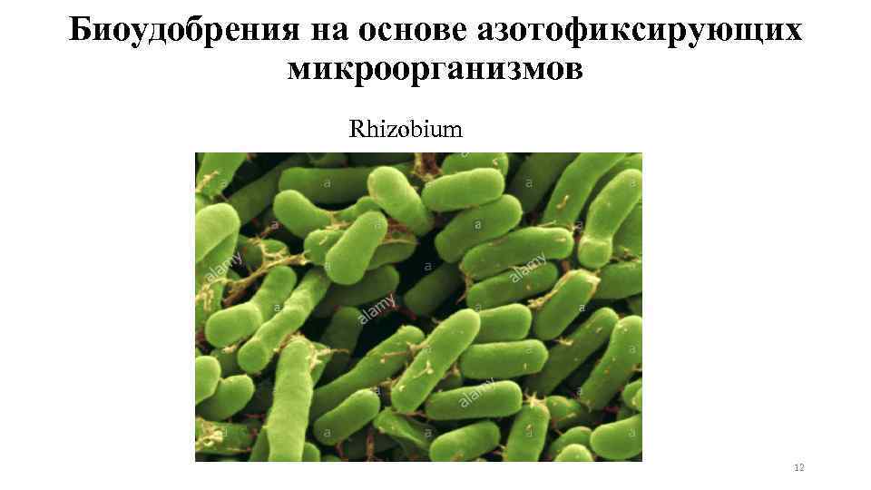 Биоудобрения на основе азотофиксирующих микроорганизмов Rhizobium 12 