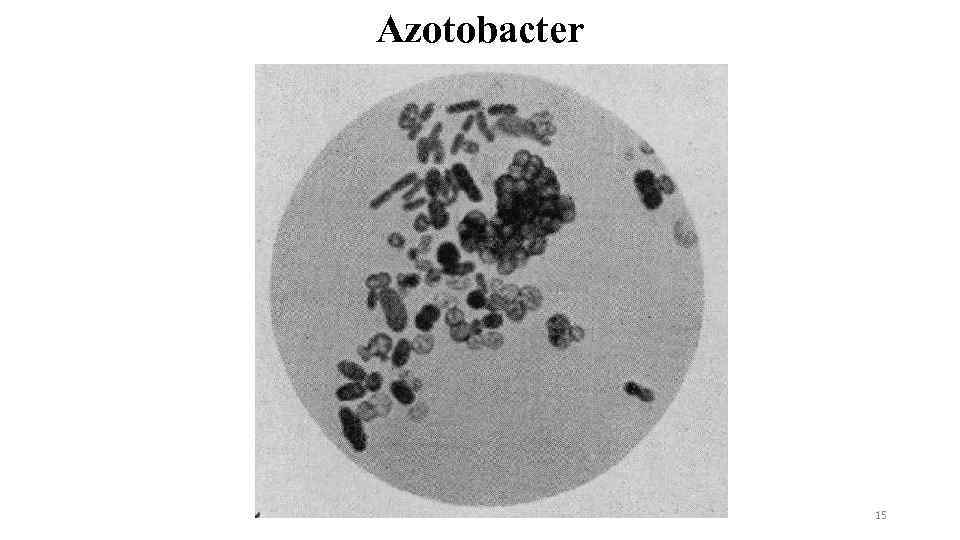 Азотобактер. Бактерии рода азотобактер. Азотфиксирующие бактерии азотобактер. Азотобактер хроококкум. Azotobacter chroococcum микроскопия.
