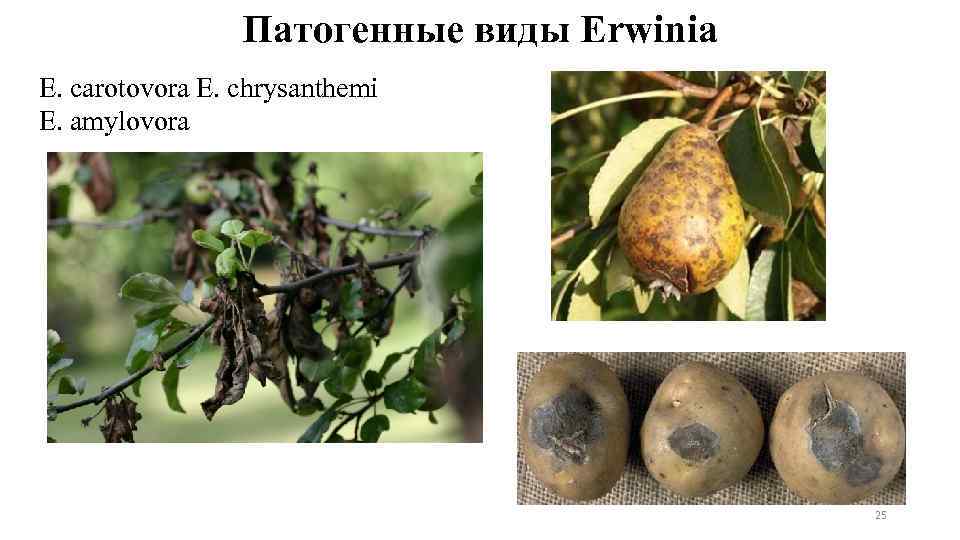 Патогенные виды Erwinia E. carotovora E. chrysanthemi E. amylovora 25 