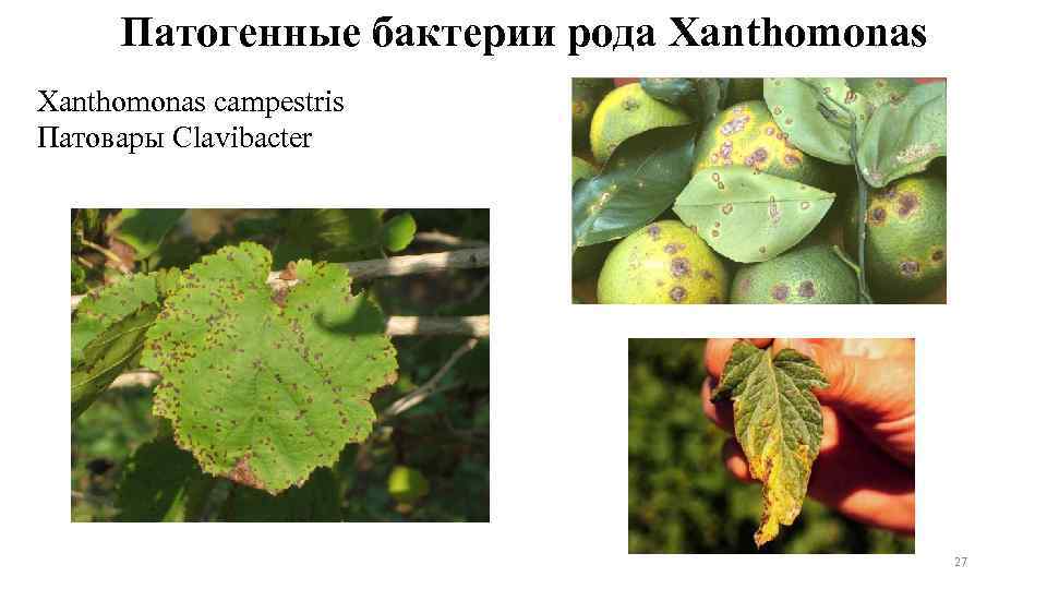 Патогенные бактерии рода Xanthomonas campestris Патовары Clavibacter 27 