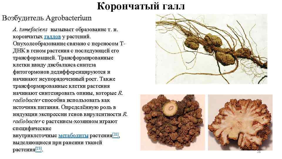 Корончатый галл Возбудитель Agrobacterium. A. tumefaciens вызывает образование т. н. корончатых галлов у растений.