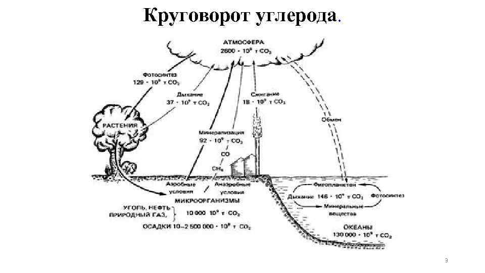 Круговорот углерода схема биология