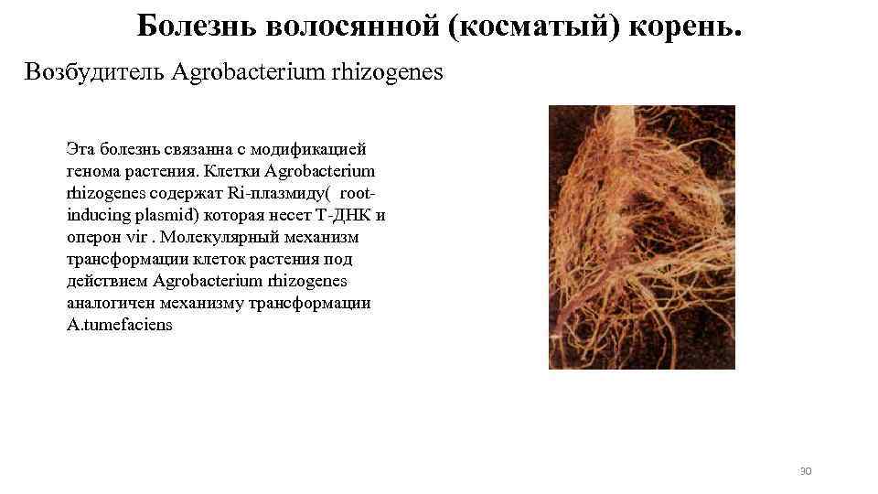 Болезнь волосянной (косматый) корень. Возбудитель Agrobacterium rhizogenes Эта болезнь связанна с модификацией генома растения.