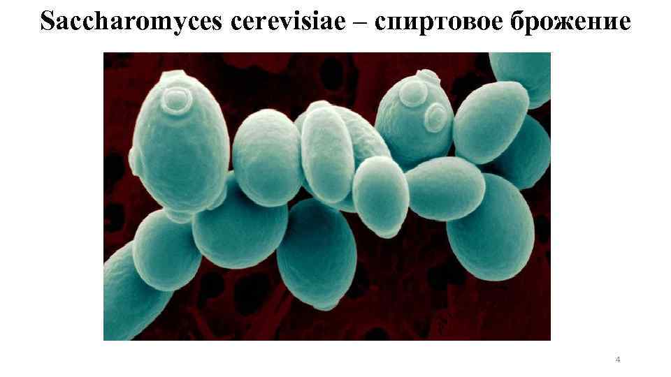 Saccharomyces cerevisiae – спиртовое брожение 4 