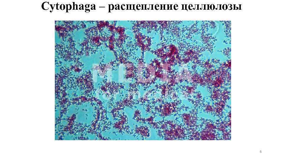 Cytophaga – расщепление целлюлозы 6 