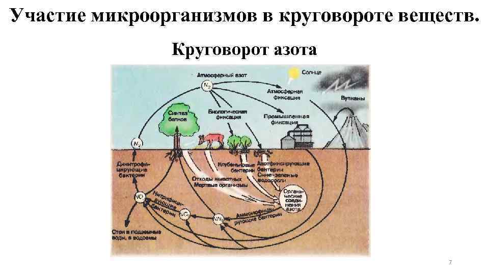 Участие микроорганизмов в круговороте веществ. Круговорот азота 7 