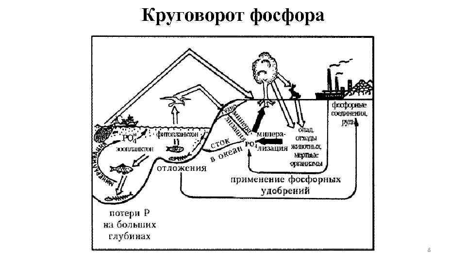 Круговорот фосфора 8 