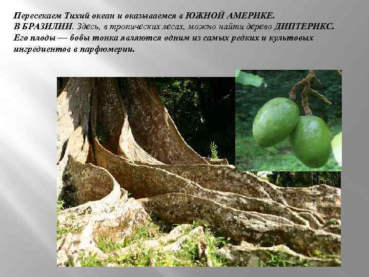 Пересекаем Тихий океан и оказываемся в ЮЖНОЙ АМЕРИКЕ. В БРАЗИЛИИ. Здесь, в тропических лесах,