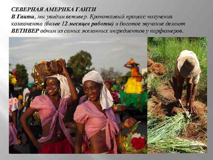 СЕВЕРНАЯ АМЕРИКА ГАИТИ В Гаити, мы увидим ветивер. Кропотливый процесс получения компонента (более 12