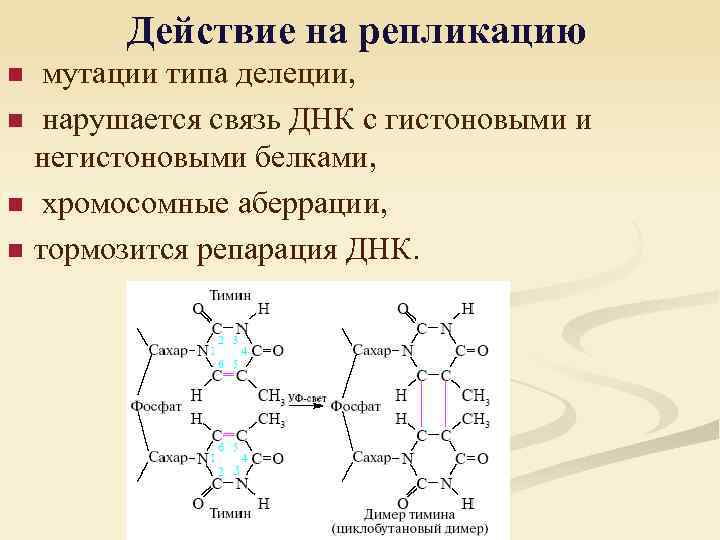 Действие на репликацию n n мутации типа делеции, нарушается связь ДНК с гистоновыми и