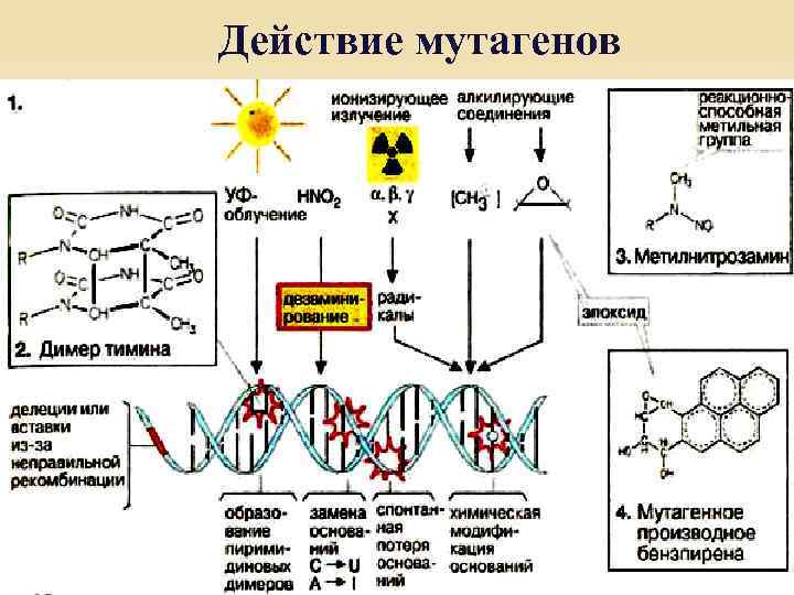 Действие мутагенов 