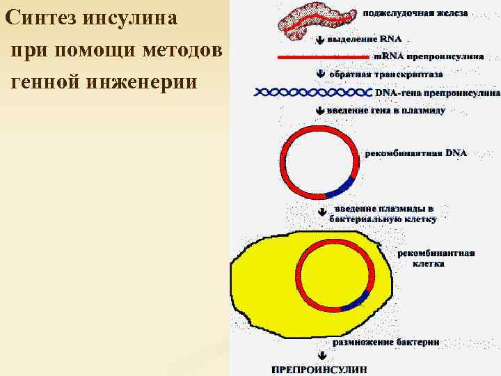 Синтез инсулина при помощи методов генной инженерии 