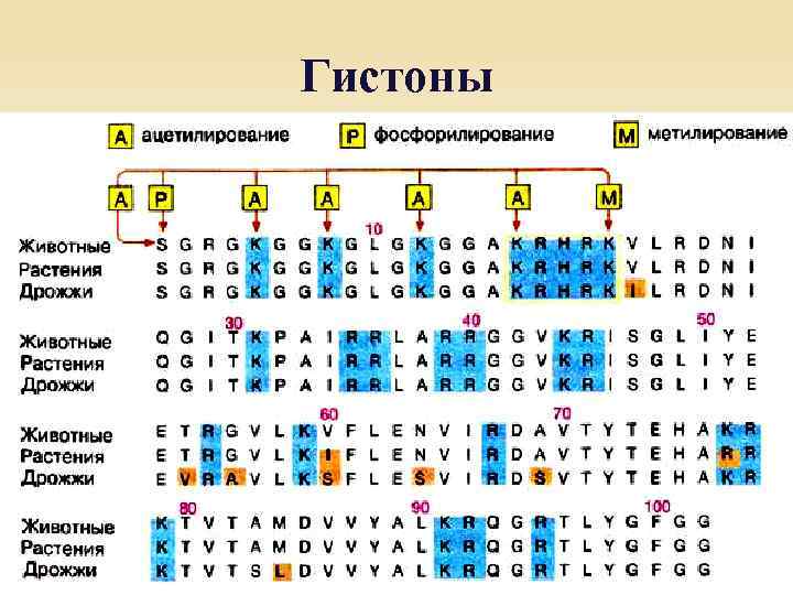 Гистоны 