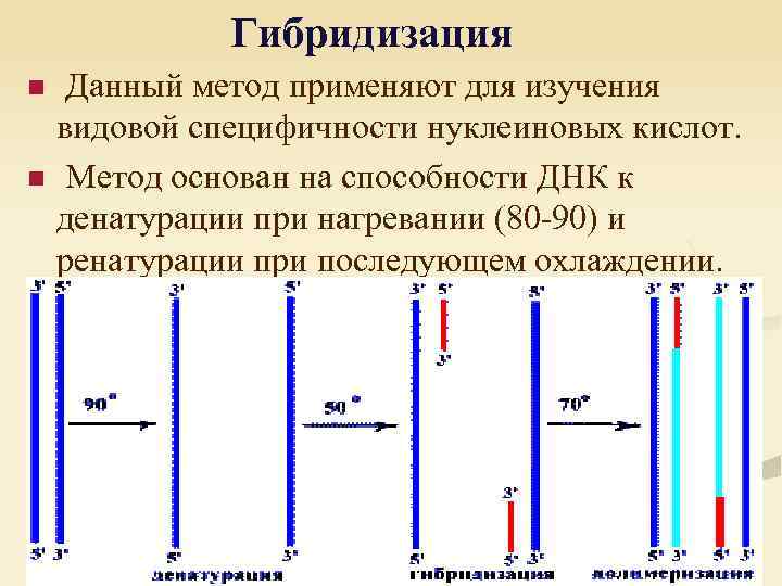 Гибридизация n n Данный метод применяют для изучения видовой специфичности нуклеиновых кислот. Метод основан