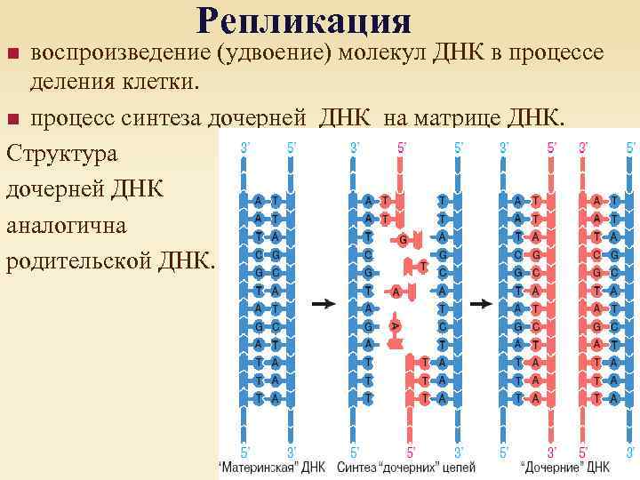 Репликация воспроизведение (удвоение) молекул ДНК в процессе деления клетки. n процесс синтеза дочерней ДНК