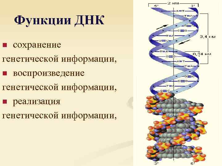 Функции ДНК сохранение генетической информации, n воспроизведение генетической информации, n реализация генетической информации, n