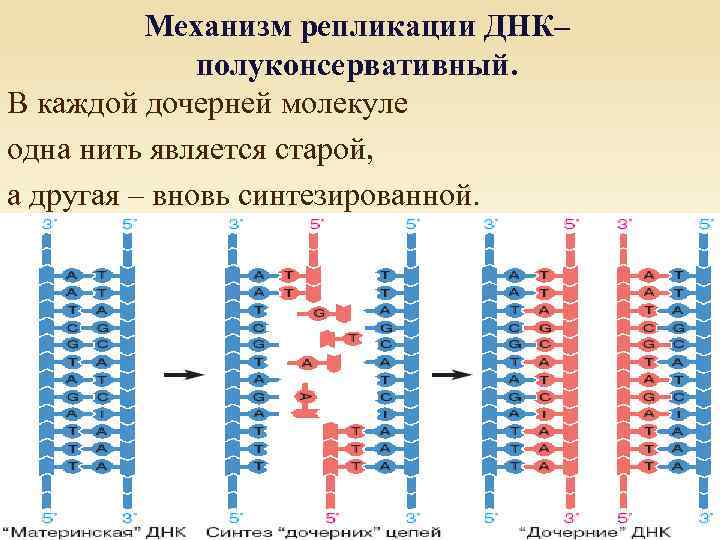 Механизм репликации ДНК– полуконсервативный. В каждой дочерней молекуле одна нить является старой, а другая