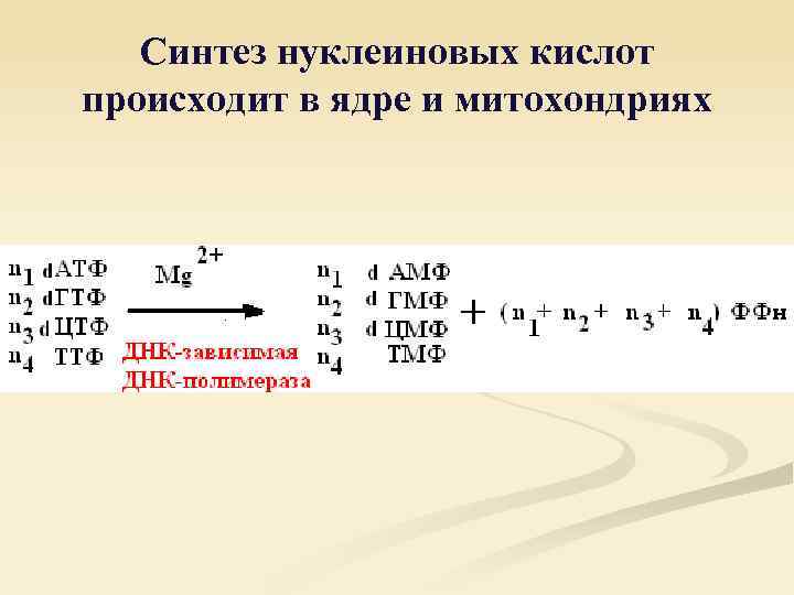 Синтез нуклеиновых кислот происходит в ядре и митохондриях 