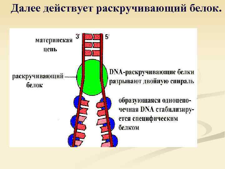 Далее действует раскручивающий белок. 