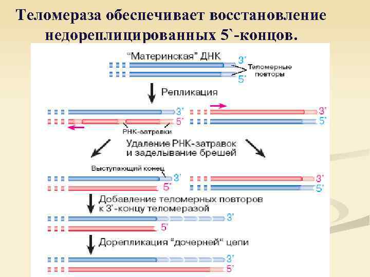 Теломераза обеспечивает восстановление недореплицированных 5`-концов. 