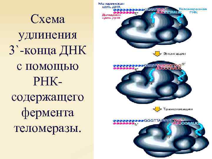 Схема удлинения 3`-конца ДНК с помощью РНКсодержащего фермента теломеразы. 