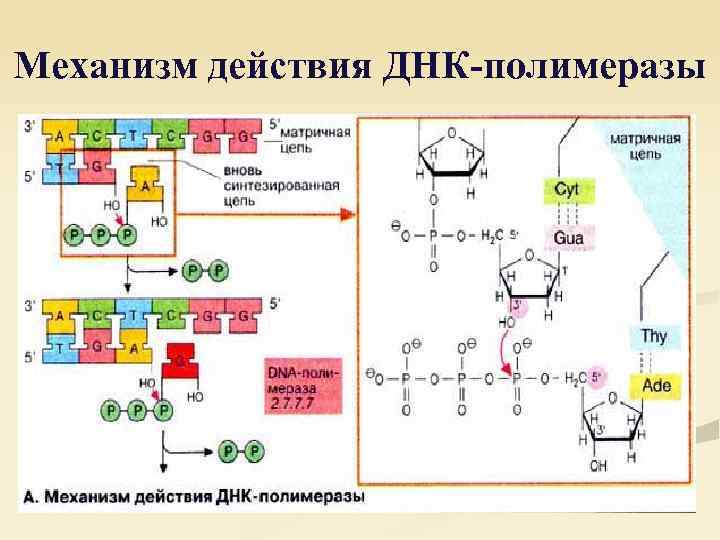 Механизм действия ДНК-полимеразы 