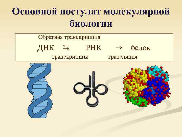 Презентация транскрипция биология