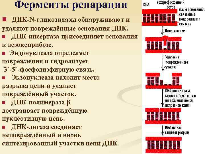 Ферменты репарации n ДНК-N-гликозидазы обнаруживают и удаляют повреждённые основания ДНК. n ДНК-инсертаза присоединяет основания