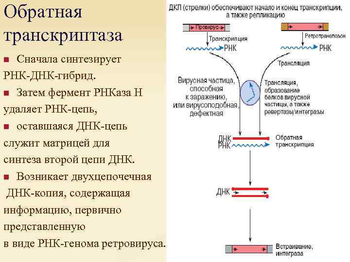 Обратная транскриптаза Сначала синтезирует РНК-ДНК-гибрид. n Затем фермент РНКаза Н удаляет РНК-цепь, n оставшаяся