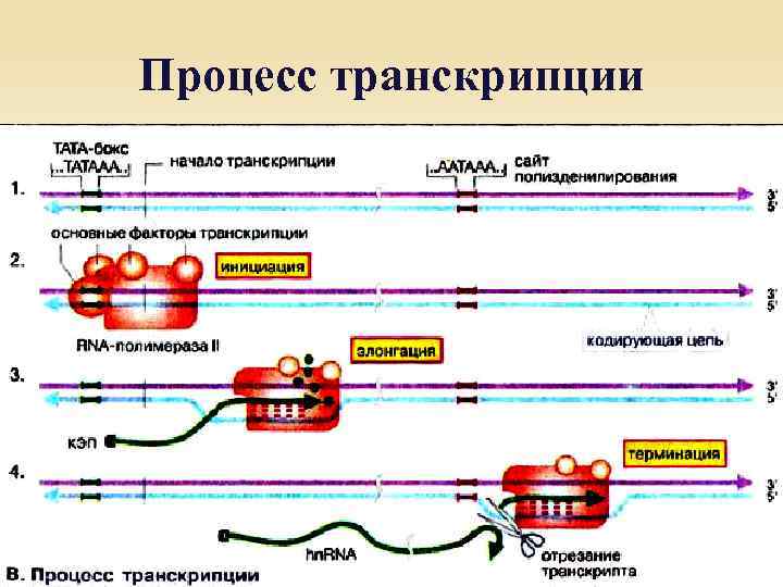 Процесс транскрипции 