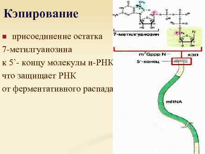 Кэпирование присоединение остатка 7 -метилгуанозина к 5`- концу молекулы и-РНК, что защищает РНК от