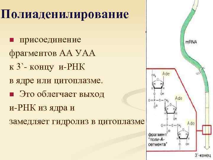 Полиаденилирование присоединение фрагментов АА УАА к 3`- концу и-РНК в ядре или цитоплазме. n