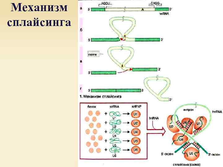 Механизм сплайсинга 