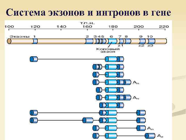 Система экзонов и интронов в гене 