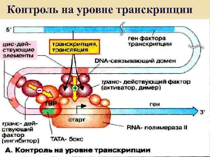 Контроль на уровне транскрипции 