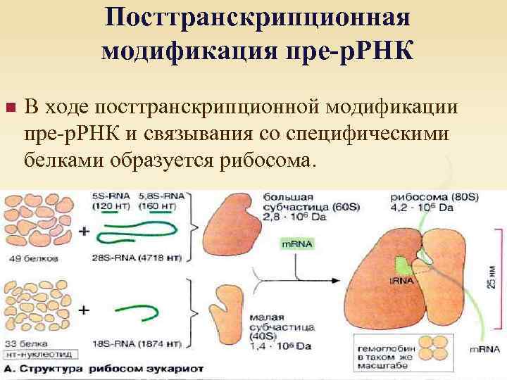 Посттранскрипционная модификация пре-р. РНК n В ходе посттранскрипционной модификации пре-р. РНК и связывания со