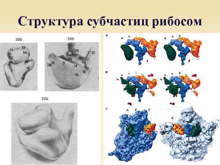 Структура субчастиц рибосом 