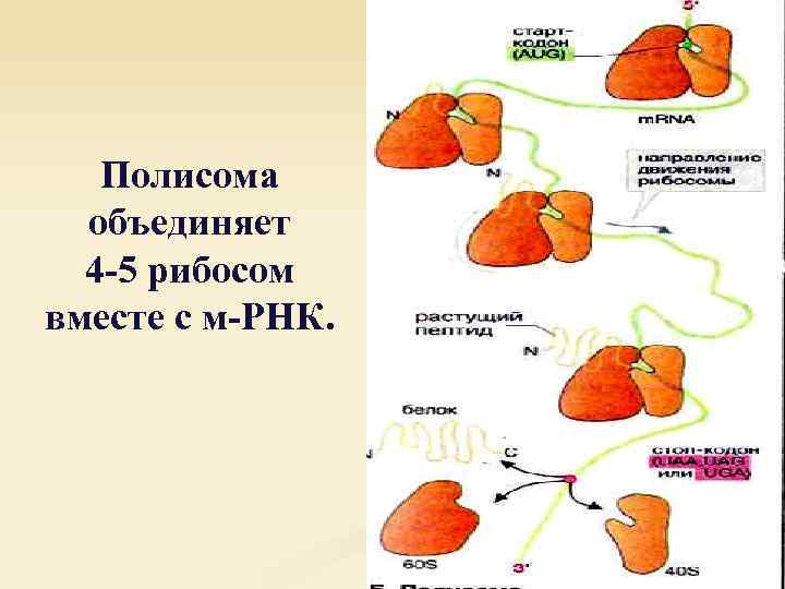 Полисома объединяет 4 -5 рибосом вместе с м-РНК. 