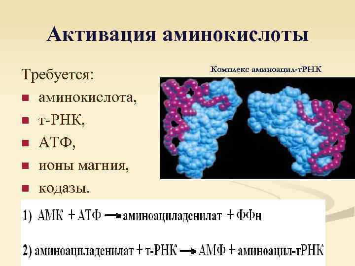 Активация аминокислоты Требуется: n аминокислота, n т-РНК, n АТФ, n ионы магния, n кодазы.