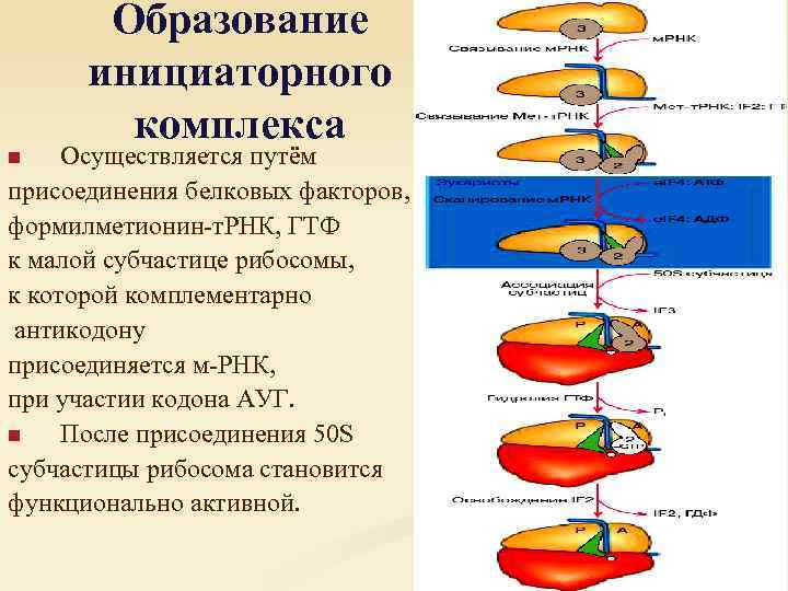 Образование инициаторного комплекса Осуществляется путём присоединения белковых факторов, формилметионин-т. РНК, ГТФ к малой субчастице