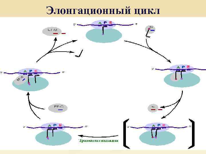 Элонгационный цикл 