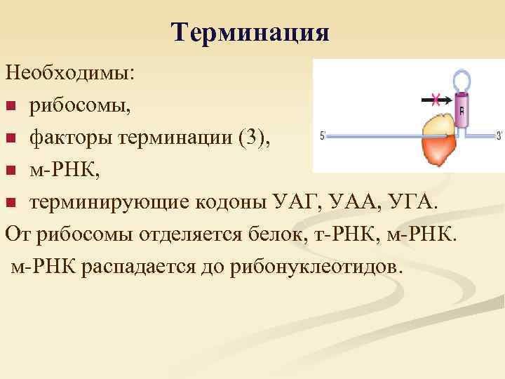 Терминация Необходимы: n рибосомы, n факторы терминации (3), n м-РНК, n терминирующие кодоны УАГ,