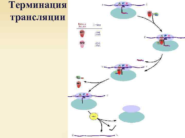 Терминация трансляции 