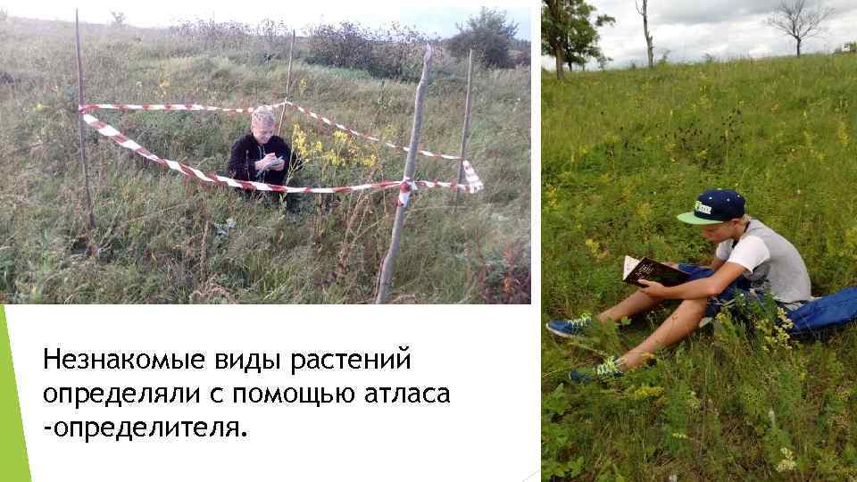 Незнакомые виды растений определяли с помощью атласа -определителя. 
