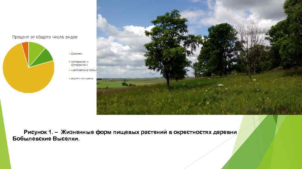 Рисунок 1. – Жизненные форм пищевых растений в окрестностях деревни Бобылевские Выселки. 