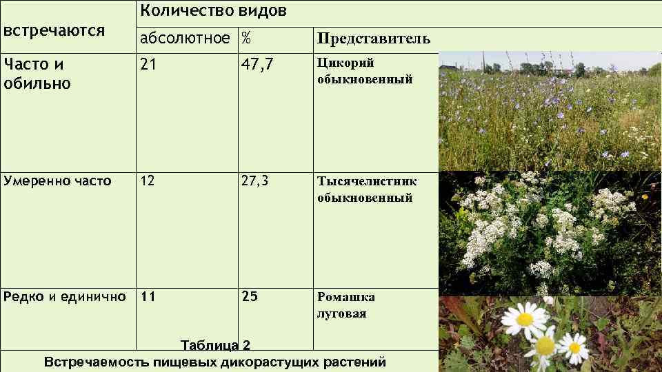  встречаются Количество видов абсолютное % Представитель Часто и обильно 21 47, 7 Цикорий