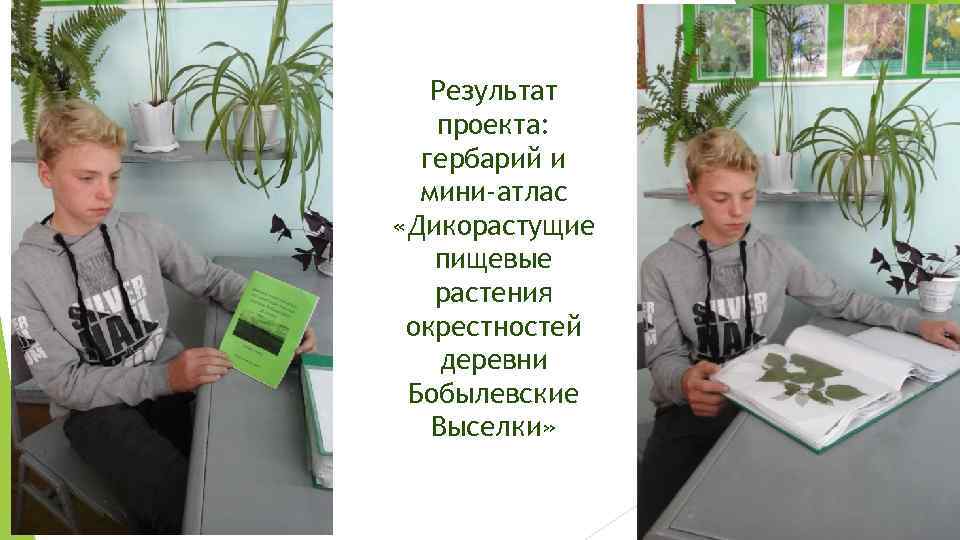Результат проекта: гербарий и мини-атлас «Дикорастущие пищевые растения окрестностей деревни Бобылевские Выселки» 