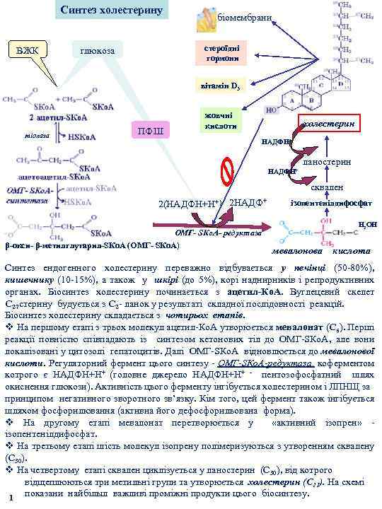 Синтез холестерину ВЖК біомембрани стероїдні гормони глюкоза вітамін D 3 тіолаза ПФШ жовчні кислоти