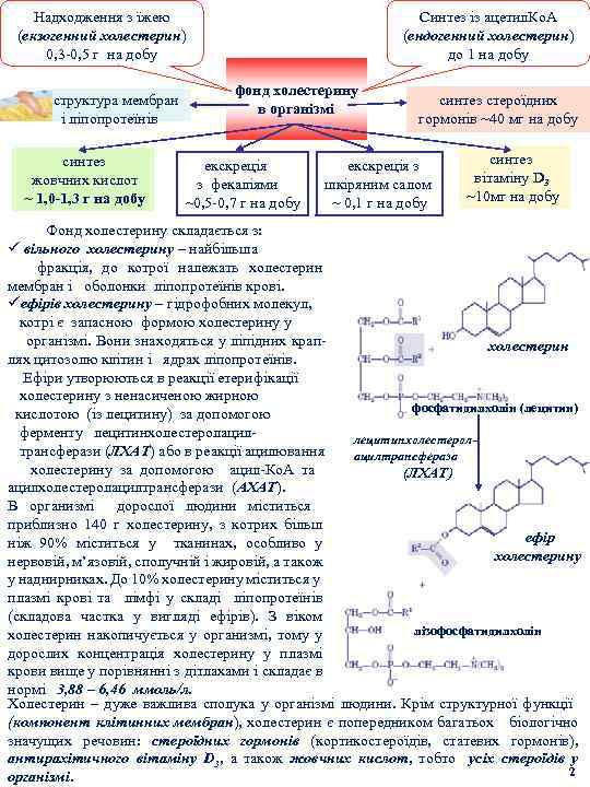 Надходження з їжею (екзогенний холестерин) 0, 3 -0, 5 г на добу структура мембран