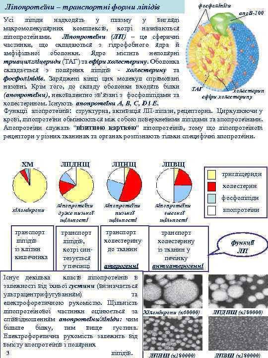 фосфоліпіди Ліпопротеїни – транспортні форми ліпідів апо. В-100 Усі ліпіди надходять у плазму у
